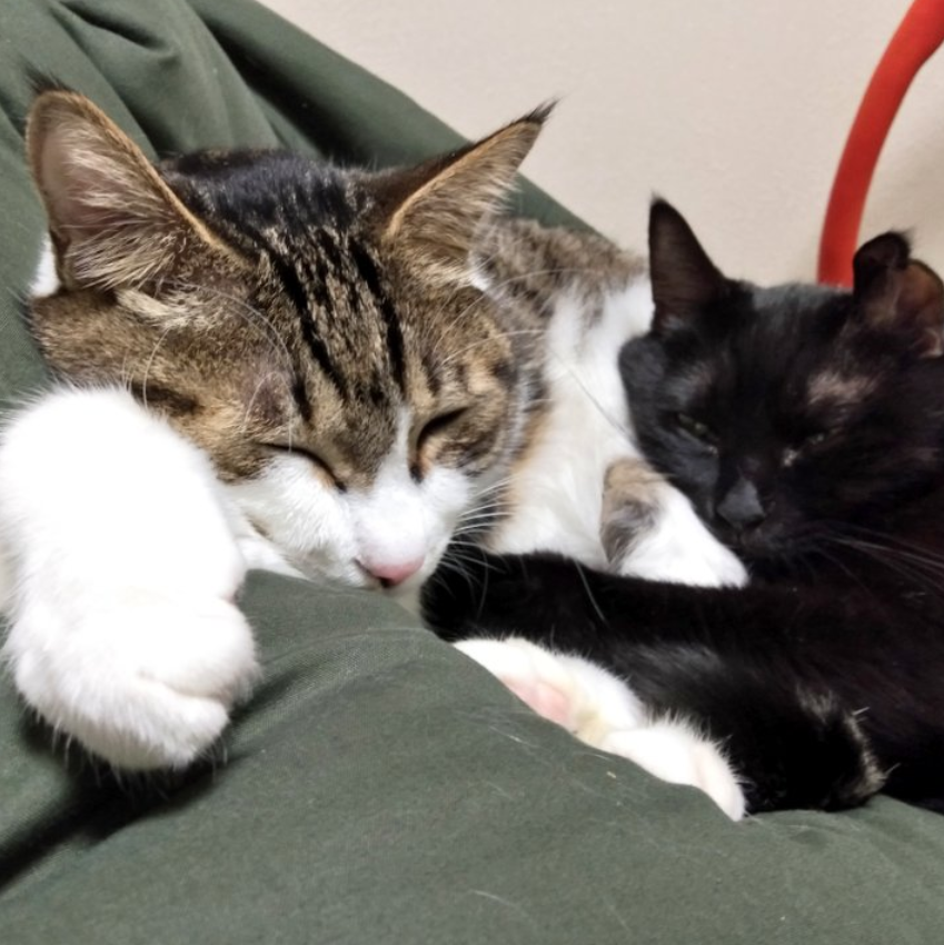 猫の頑固な便秘が解消した話 そんなこと猫でもできる